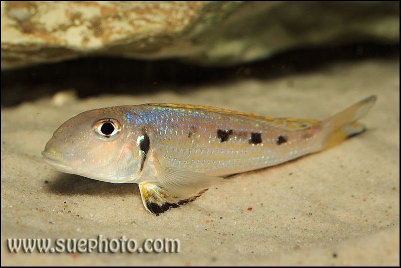 Xenotilapia singularis 'Ndole Bay'